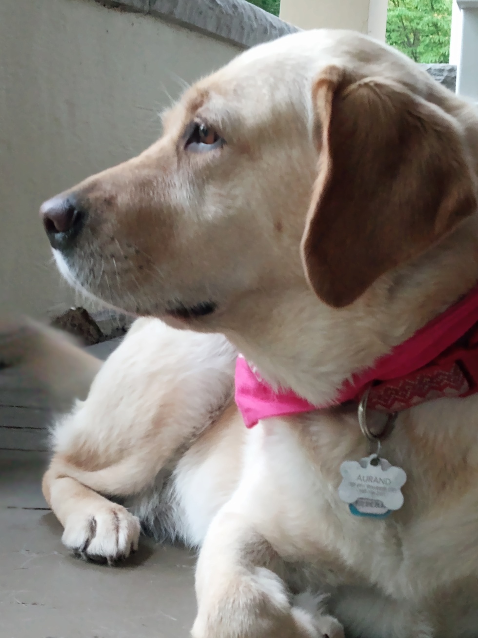 Vote for Tess Cherryland Humane Society 2025 Pet Calendar Contest