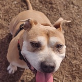 Entry image for Chico 