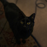 Entry image for Momo