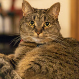 Entry image for Rosie