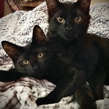 Entry image for Both are named Potato!  Tate & Tot aka the Tater Tots.  