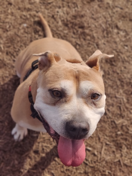 Entry image for Chico . Clicking this image will show a larger photo