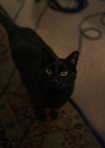 Entry image for Momo. Clicking this image will show a larger photo