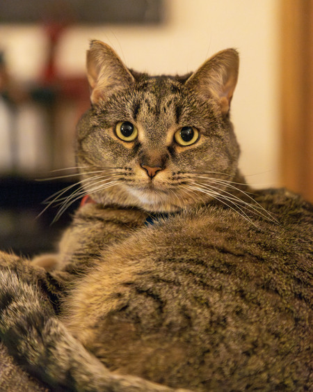 Entry image for Rosie. Clicking this image will show a larger photo