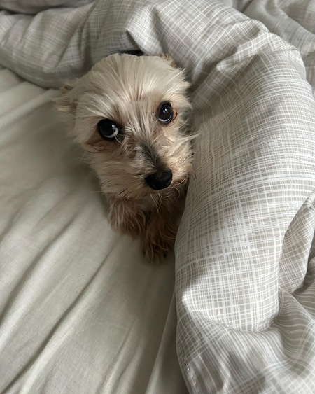 Entry image for Belle. Clicking this image will show a larger photo
