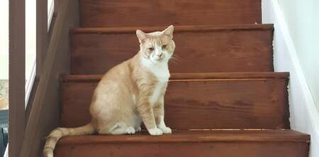 Entry image for Sprocket. Clicking this image will show a larger photo
