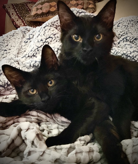 Entry image for Both are named Potato!  Tate & Tot aka the Tater Tots.  . Clicking this image will show a larger photo