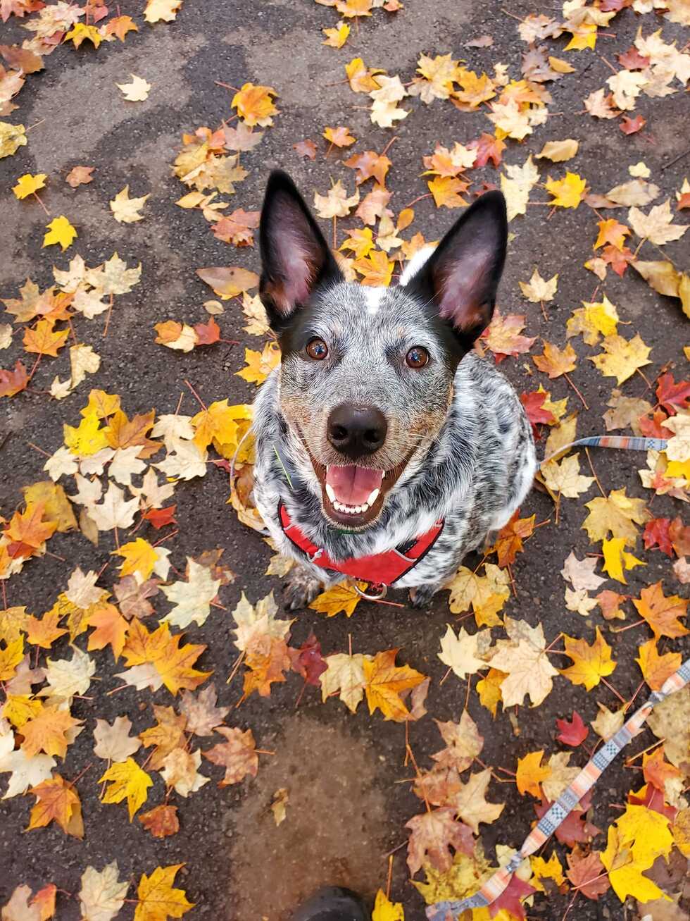 Vote for max Conservation Dogs Collective 2025 Calendar Contest