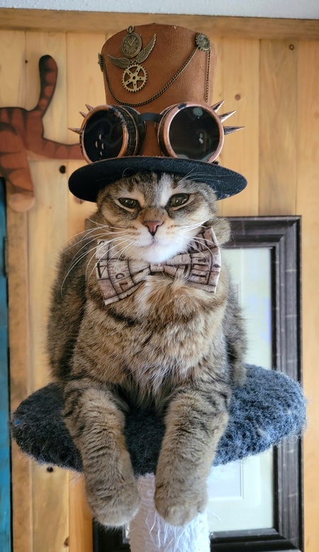 Eddie, Wasaga Beach's Bow Tie Cat