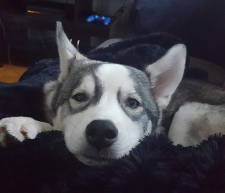 Tala - Siberian Husky