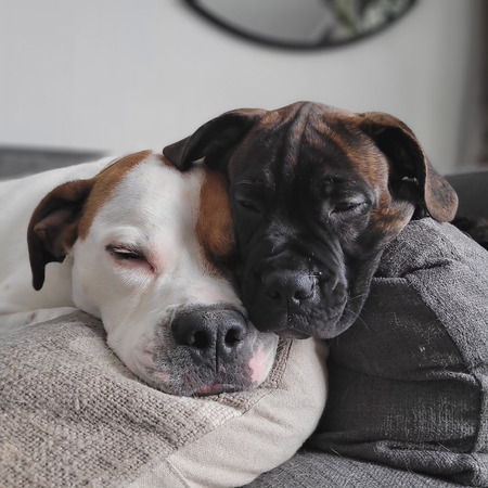 MOOSE & BUBBA 