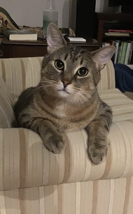 Buddy