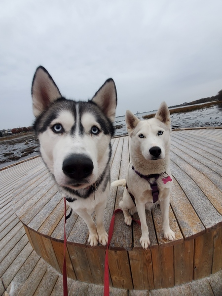Yukon and Luna