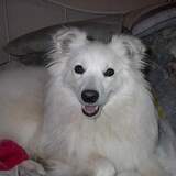 Entry image for Alice