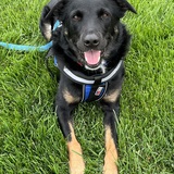 Entry image for Fender