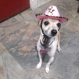 Entry image for Pearl