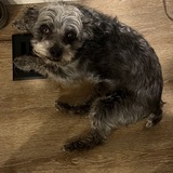 Entry image for Bandit