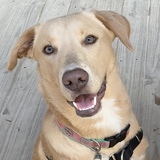 Entry image for Aggie