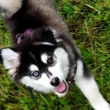 Entry image for Sadie