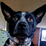 Entry image for Audi Jane