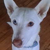 Entry image for Bolt