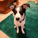 Entry image for Tess