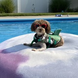 Entry image for Kofi Lou