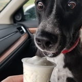 Entry image for Duke