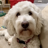 Entry image for Shandy