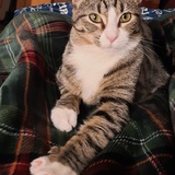 Entry image for Reacher (FKA Stitch)