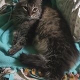 Entry image for Frankenstein 