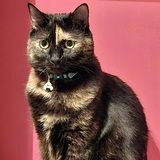 Entry image for Nagi