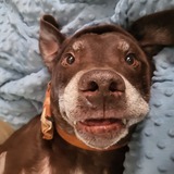 Entry image for Ollie