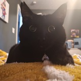 Entry image for Petunia