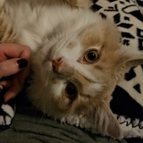 Entry image for Echo