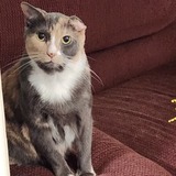 Entry image for Cali