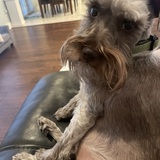 Entry image for Bear 