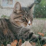 Entry image for Rufus