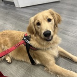 Entry image for Marshall 