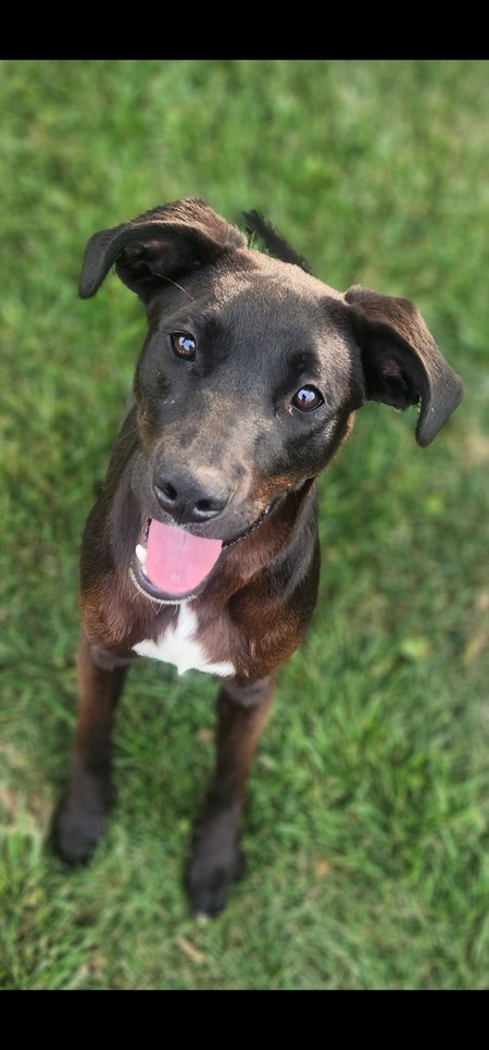 Entry image for Obi . Clicking this image will show a larger photo