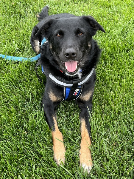 Entry image for Fender. Clicking this image will show a larger photo