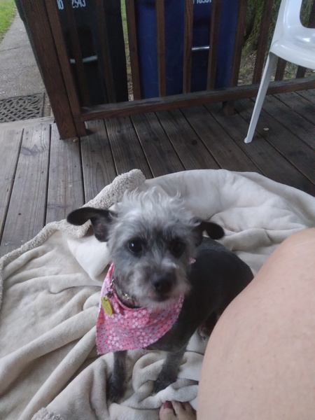 Entry image for CiCi. Clicking this image will show a larger photo