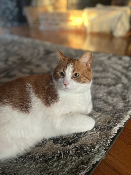 Entry image for Billy. Clicking this image will show a larger photo