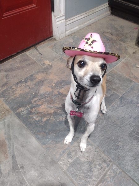 Entry image for Pearl. Clicking this image will show a larger photo