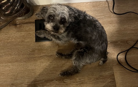 Entry image for Bandit. Clicking this image will show a larger photo