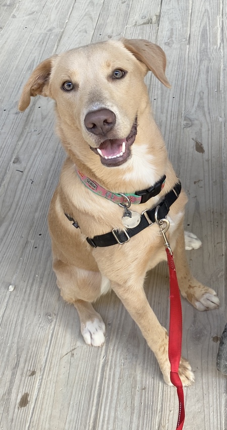 Entry image for Aggie. Clicking this image will show a larger photo