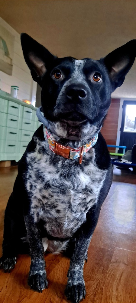 Entry image for Audi Jane. Clicking this image will show a larger photo