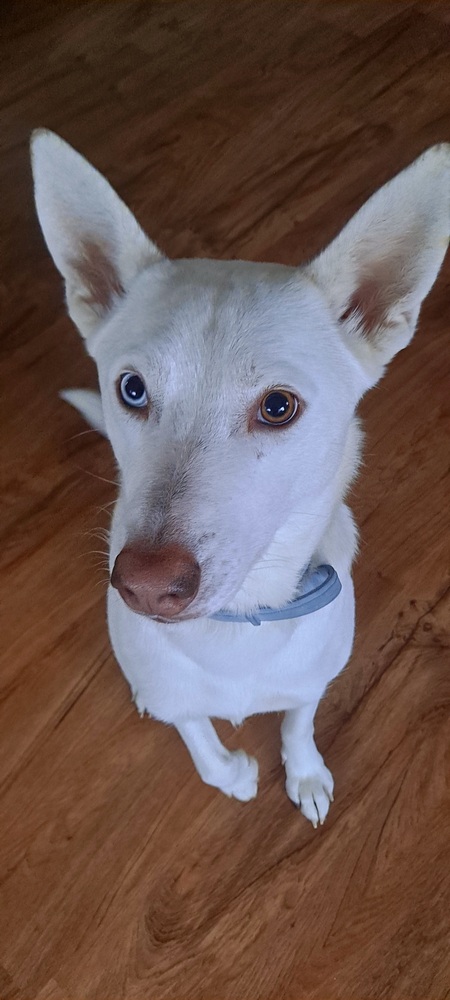 Entry image for Bolt. Clicking this image will show a larger photo