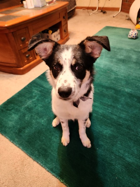 Entry image for Tess. Clicking this image will show a larger photo