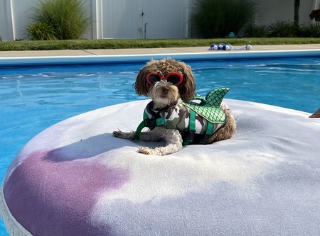 Entry image for Kofi Lou. Clicking this image will show a larger photo